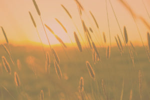 Blades of wheat against the sunset.