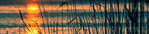 blades of grass against the sunset