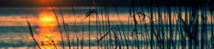 blades of grass against the sunset
