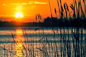 blades of grass against the sunset
